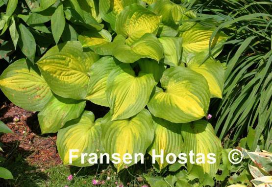 Hosta Dance with Me